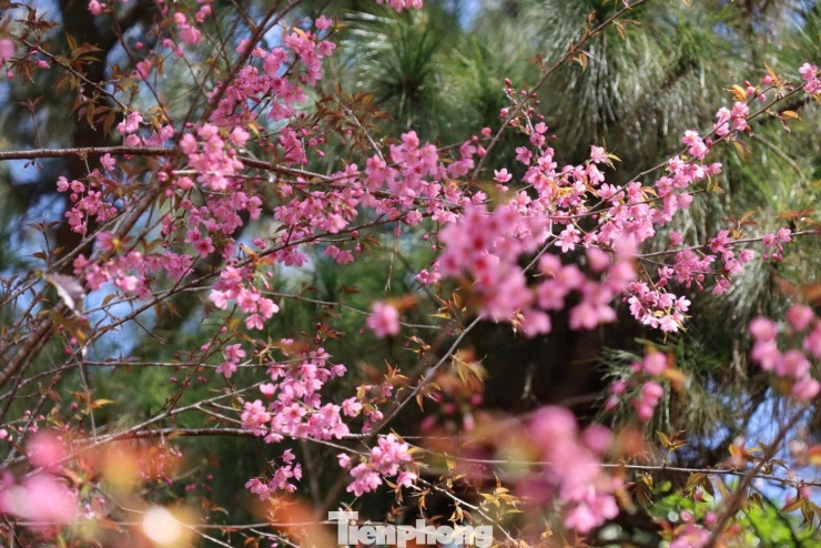 Hoa anh đào 'nhuộm hồng' Măng Đen - 11