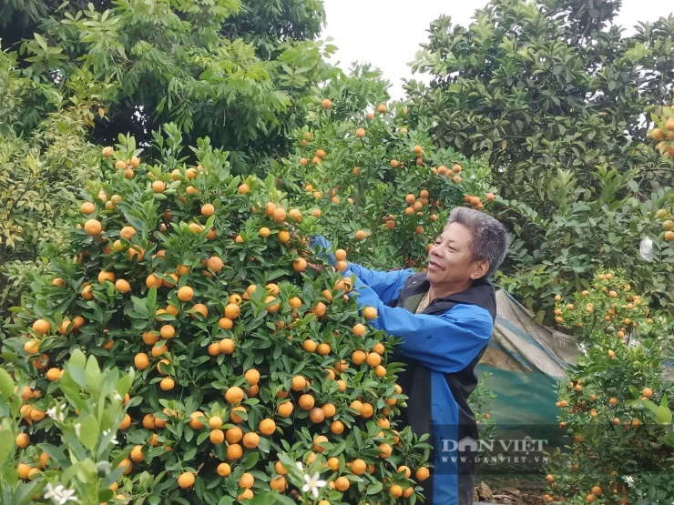 Ông Nguyễn Văn Quân, phường Nam Cường, tỉnh Lào Cai là người đầu tiên đưa quất cảnh về vùng đất mới. Ảnh: Lưu Hoà.