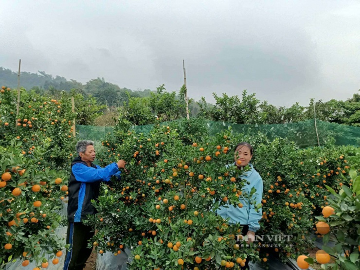 Ông Quân luôn tích cực chia sẻ kinh nghiệm trồng và chăm sóc vườn quất cảnh cho người dân để đạt năng suất cao. Ảnh: Lưu Hoà.