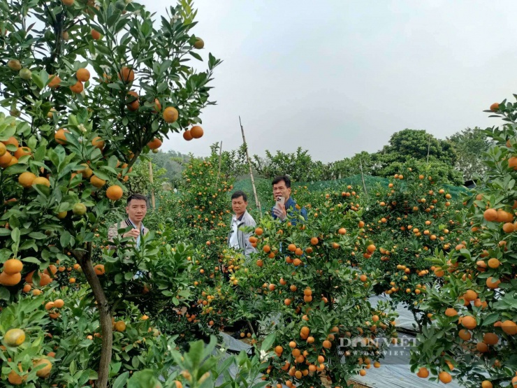 Thời điểm này nhiều người đã tìm đến tận vườn ông Quân đặt mua. Ảnh: Lưu Hoà.