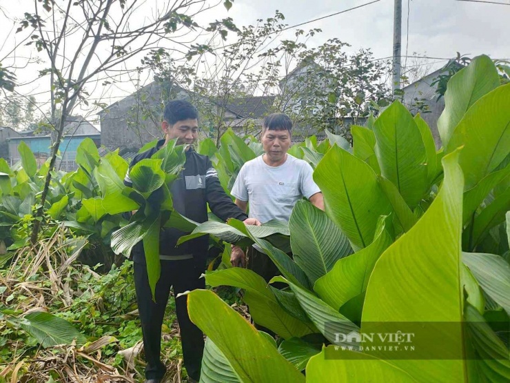 Nhờ trồng lá dong, nhiều hộ gia đình ở thôn Vĩnh Phúc, xã Đức Quang, Hà Tĩnh kinh tế khá giả hẳn lên. Ảnh: PV