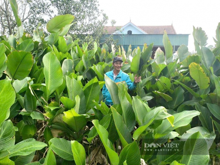 Vườn lá dong của ông Thái Ngọc Hùng (thôn Vĩnh Phúc, xã Đức Quang) xanh mướt, hứa hẹn một cái Tết ấm no, đủ đầy. Ảnh: PV