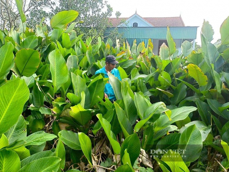 Theo ông Thái Ngọc Hùng, người dân bắt đầu tất bật thu hoạch từ khoảng giữa tháng Chạp (tháng 12 al) để kịp phục vụ nhu cầu gói bánh chưng Tết. Ảnh: PV