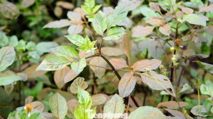 Trong vườn các hộ tổ dân phố Hạ (phường Hồng An) phủ lớp "bụi màu" dày đặc, bám chặt trên lá cây.