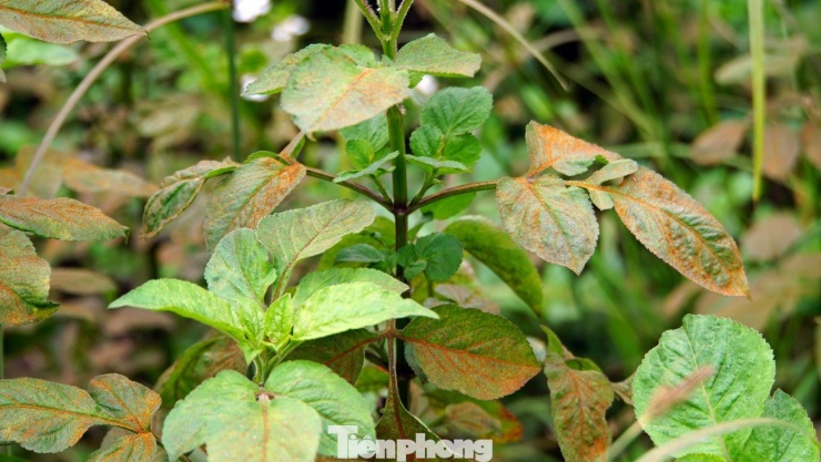 Người dân hoang mang về hiện tượng bão 'bụi màu' ở Hải Phòng - 13