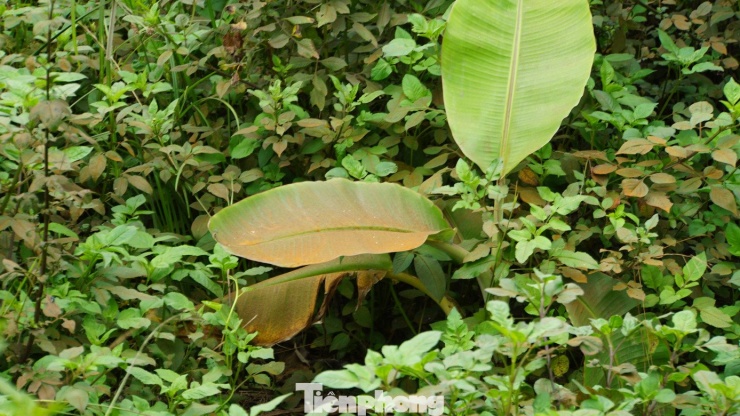 Người dân hoang mang về hiện tượng bão 'bụi màu' ở Hải Phòng - 12