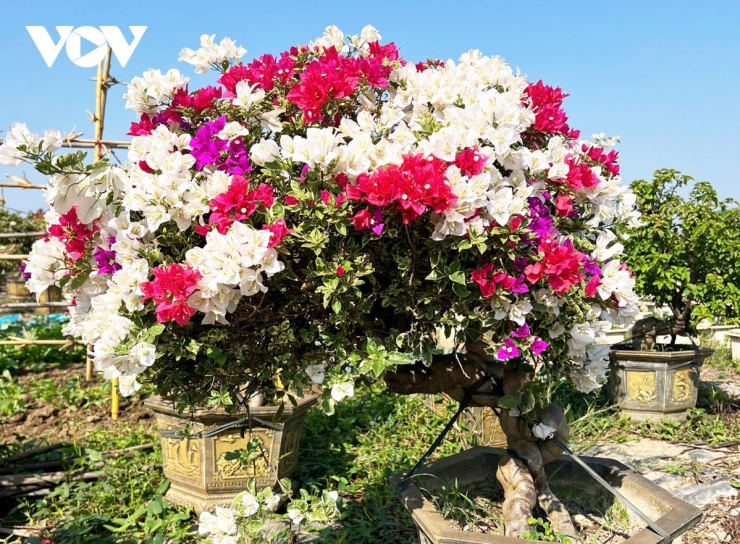 Tết Nguyên đán Bính Ngọ 2026 đang đến gần, kéo theo sự sôi động quen thuộc của thị trường hoa, cây cảnh. Năm nay, hoa giấy khá được ưa chuộng bởi vừa rẻ vừa đẹp.