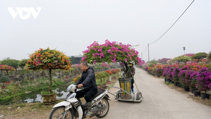 Hoa giấy là loài hoa mộc mạc, bền bỉ và giàu tính biểu trưng, trở thành lựa chọn phù hợp với xu hướng tiêu dùng tiết kiệm, thực chất nhưng vẫn đề cao giá trị thẩm mỹ và ý nghĩa tinh thần trong dịp Tết đến xuân về.