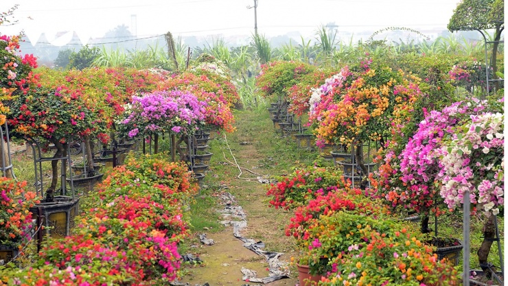 Nhiều gia đình trồng hoa giấy trước cổng, ban công hay sân nhà với quan niệm xua đi điều xấu, đón may mắn và bình an.