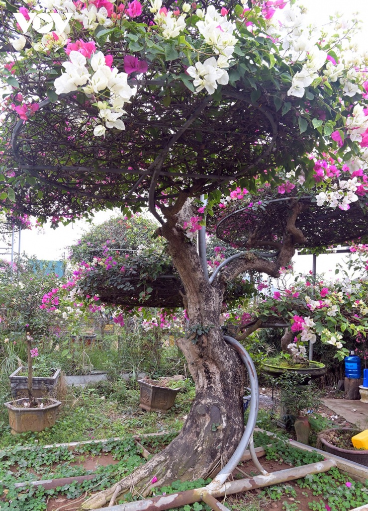 Ghi nhận tại các làng hoa và điểm bán cây cảnh năm nay cho thấy, từ đầu tháng Chạp, sức mua hoa giấy tăng đều. Khách hàng chủ yếu là các hộ gia đình, cửa hàng nhỏ, văn phòng, cơ sở dịch vụ – những nơi ưu tiên cây cảnh đẹp, dễ chăm sóc, có thể chơi lâu sau Tết.