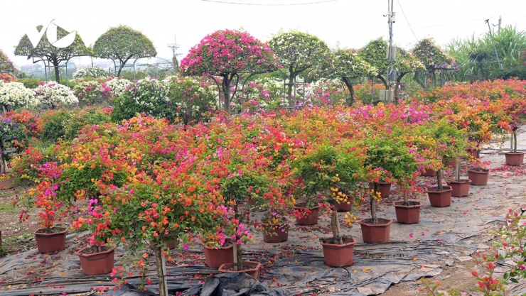 Về giá cả, thị trường hoa giấy Tết năm nay khá ổn định. Hoa giấy chậu nhỏ, dáng tự nhiên có giá chỉ vài chục ngàn đồng đến vài trăm ngàn đồng mỗi chậu, tùy kích thước, kiểu dáng.