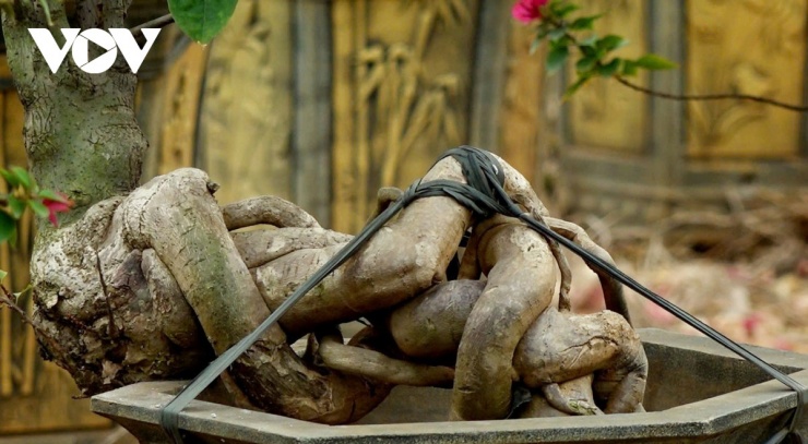 Cũng có những chậu hoa giấy được cắt tỉa công phu, phối hoa nhiều màu thì có giá cao hơn, lên đến vài triệu đồng mỗi chậu.