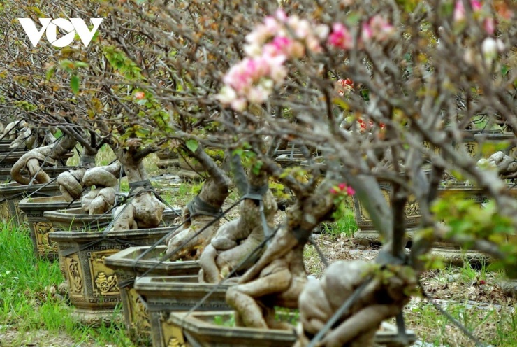 So với nhiều loại hoa Tết khác, giá hoa giấy được đánh giá là “bình dân”, ít biến động và phù hợp với thu nhập của đa số người dân.