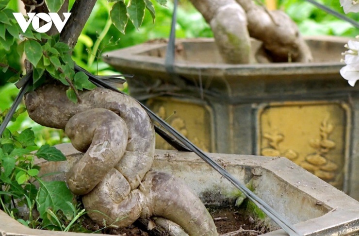 Đặc biệt, những cây hoa giấy cổ thụ, tạo dáng công phu, giá có thể lên đến cả chục triệu đồng mỗi cây.