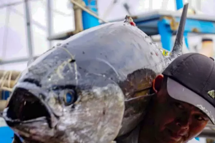 Chuyến biển mở hàng năm mới, tàu câu cá ngừ đại dương của ngư dân Gia Lai cập bến đầy khoang