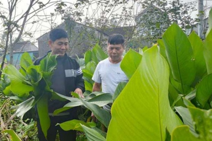 Lội vô vườn ở Hà Tĩnh trồng thứ cây lá to như cái quạt mo, cắt mỏi tay, khắp nơi đang "a lô" đặt mua