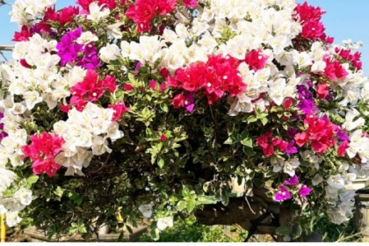 Hoa giấy trở thành “hàng hot” dịp Tết Bính Ngọ 2026