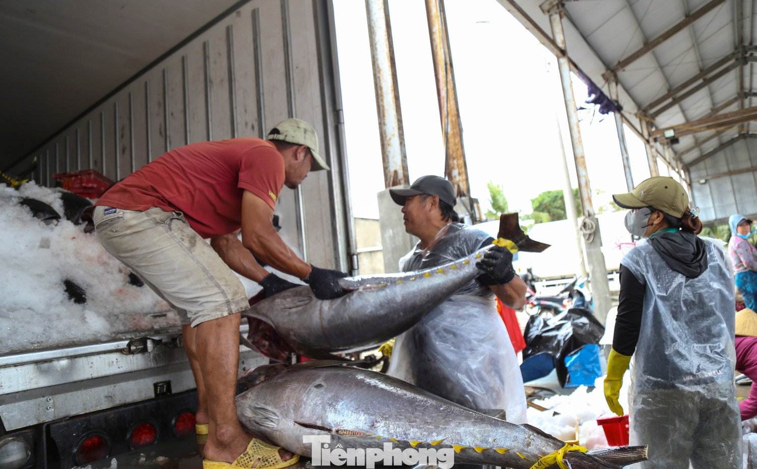 Ông Nguyễn Xuân Nhật - Công ty Đông Khang cho hay, so với mọi năm, thời điểm này ngư dân đánh bắt đạt sản lượng khá. Điều này thể hiện rõ qua việc mỗi ngày công ty thu mua hơn 10 tấn cá ngừ đại dương.