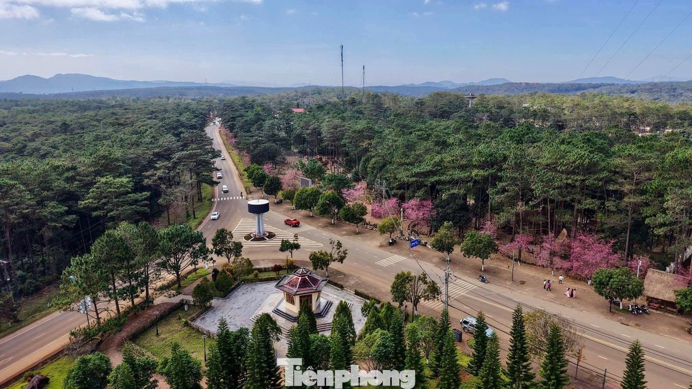 Thời điểm này, hoa anh đào đồng loạt bung nở tại nhiều khu vực trên địa bàn xã Măng Đen (tỉnh Quảng Ngãi). Sắc hồng xuất hiện dọc các tuyến đường, khu dân cư và quanh các hồ nước, góp phần làm thay đổi diện mạo không gian cao nguyên vào những ngày cuối năm.