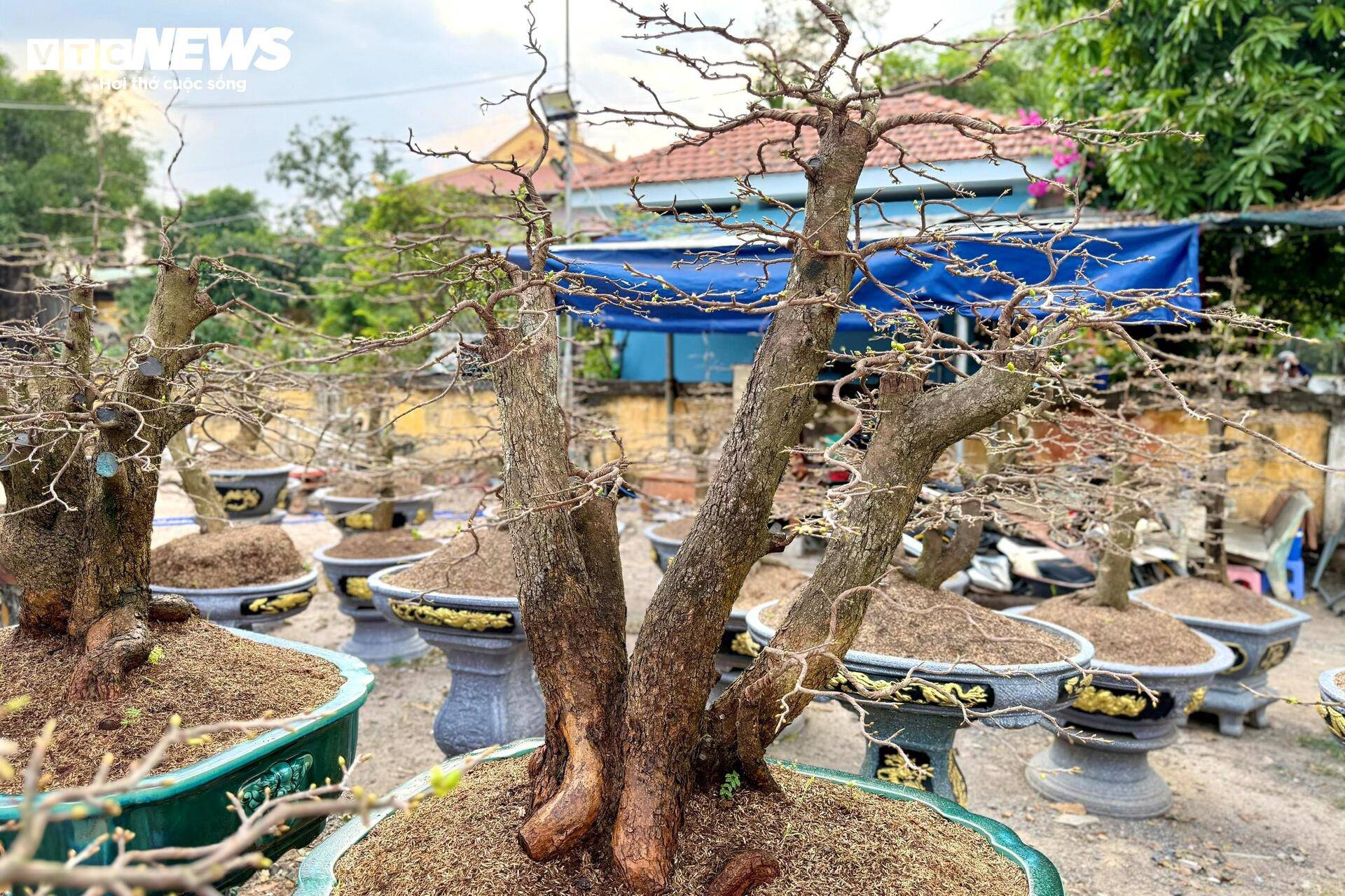 Về giá cả, mai trưng Tết năm nay được các chủ vườn cho hay không biến động nhiều so với các năm trước. Cây già 50 -100 năm tuổi có giá cao (trên 200 triệu đồng), được nhiều doanh nghiệp thuê theo mùa; cây vừa khoảng 5 - 50 triệu được khách hàng mua đứt.
