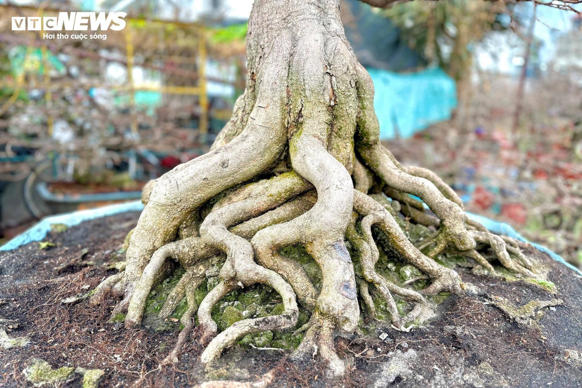 Cây có tuổi đời càng lớn, giá càng cao.