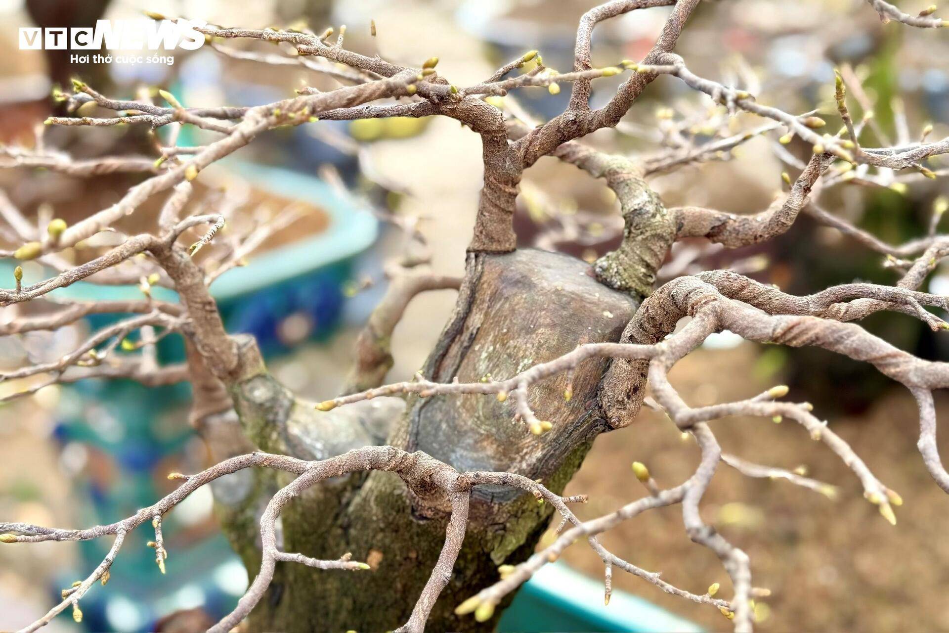 Cây có tuổi đời càng lớn, giá càng cao.