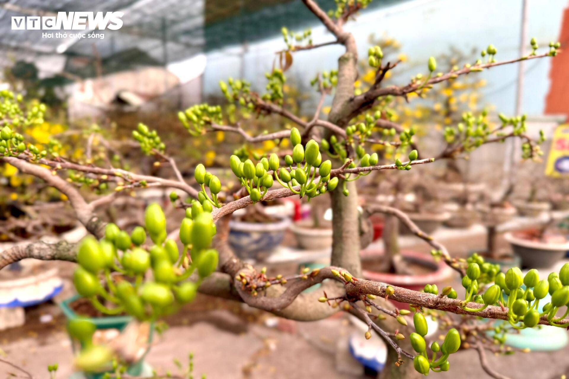 Những cây mai được lặt lá sớm nay bắt đầu ra chồi non, trổ nụ mơn mởn.