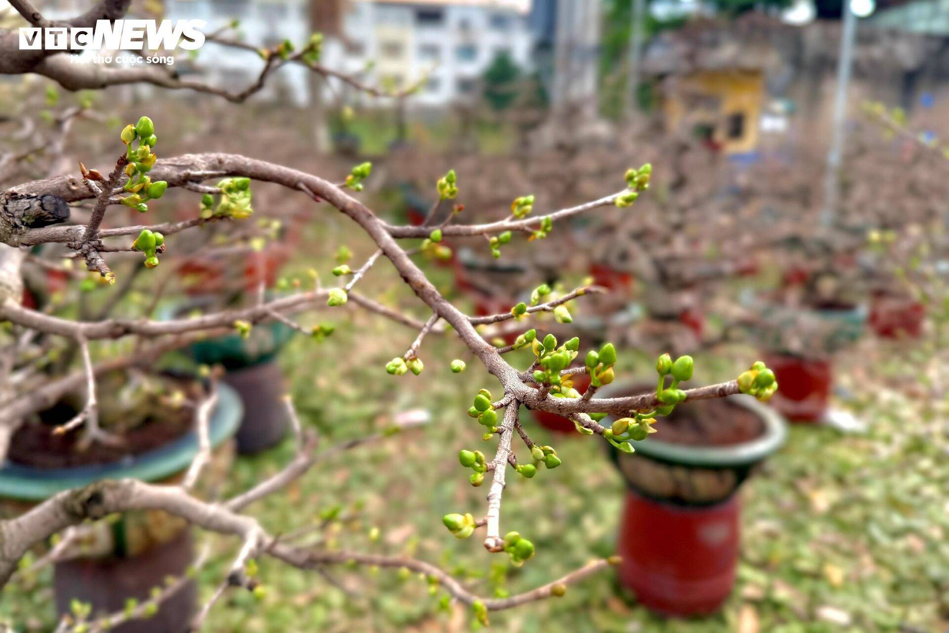 Những cây mai được lặt lá sớm nay bắt đầu ra chồi non, trổ nụ mơn mởn.