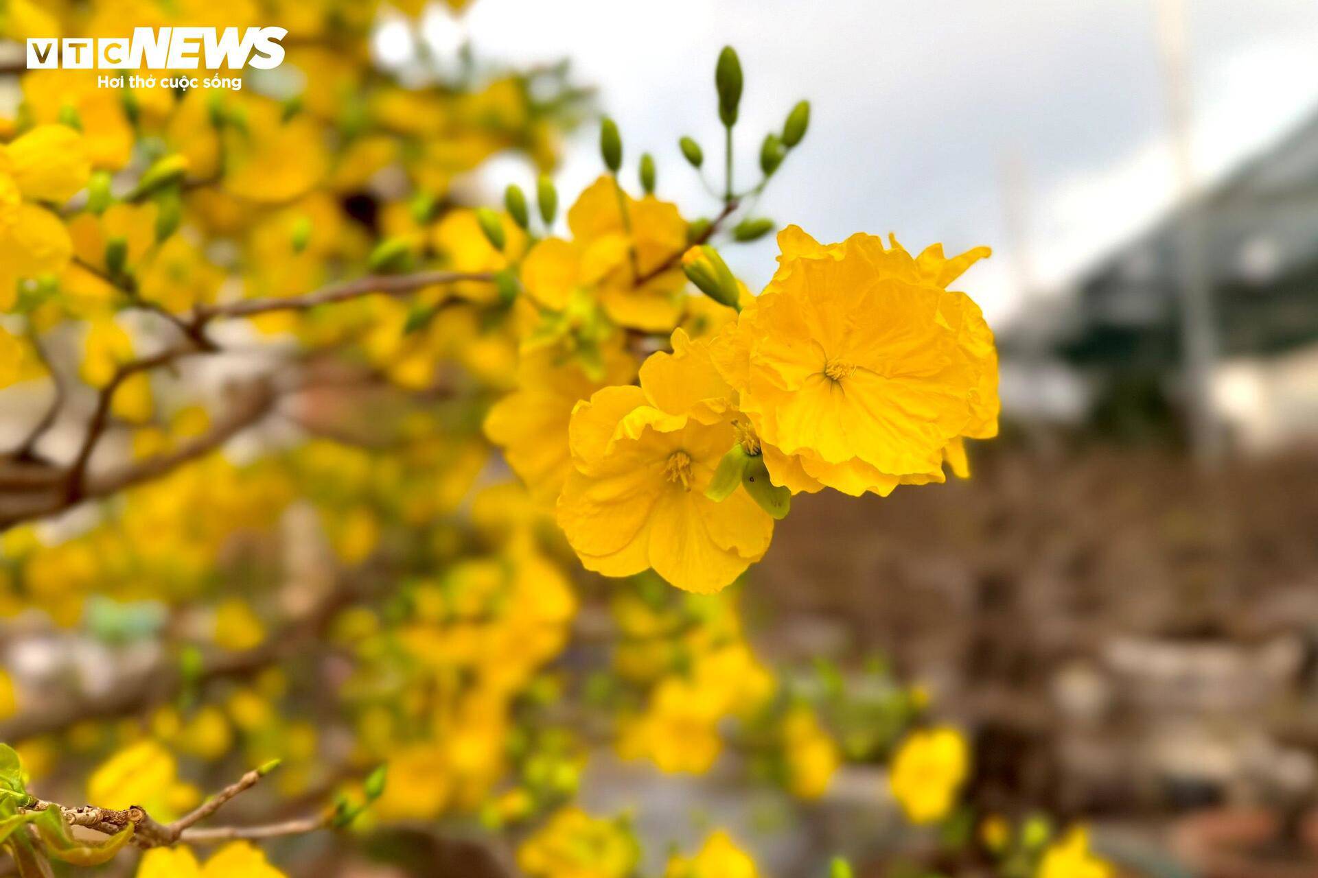 Theo những người sành chơi mai cảnh, giá trị của cây mai phụ thuộc rất lớn vào việc nở đúng dịp hay không. Nếu ngày Tết mà cây không nở hoa thì thì cây mai cũng chỉ trở thành một loại cây bình thường. Trong hình là cây mai được chủ vườn cho nở sớm, để làm mẫu cho khách ghé chọn.