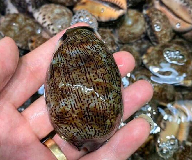 Đặc sản nghe tên "ngượng đỏ mặt" chỉ có ở miền Trung, xưa không ai ăn nay thành món khoái khẩu được ưa chuộng, 150.000 đồng/kg - 1