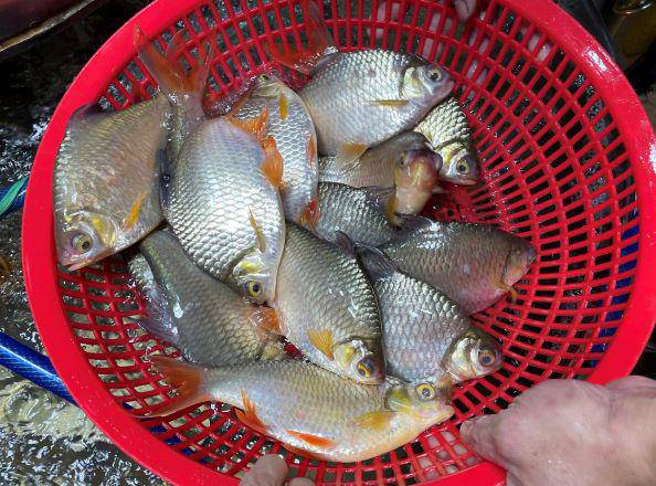 Loài cá này không quá khó để bắt nhưng không phải ai cũng biết&nbsp;