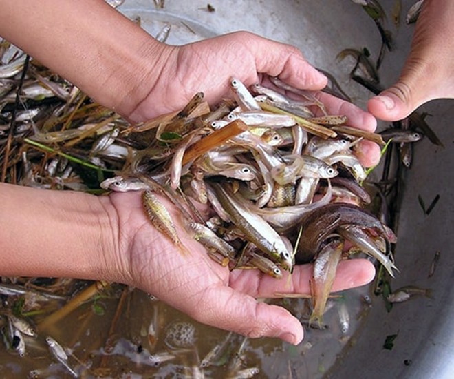 Cá rầm là loài cá bé xíu, bơi theo bầy đàn và dễ bắt vào mùa nước lũ