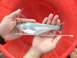 Cá dứa vây xanh hậu bị do các nhà khoa học của Viện Nghiên cứu Nuôi trồng thủy sản II thu thập. Ảnh: Viện&nbsp;Nghiên cứu Nuôi trồng thủy sản II.