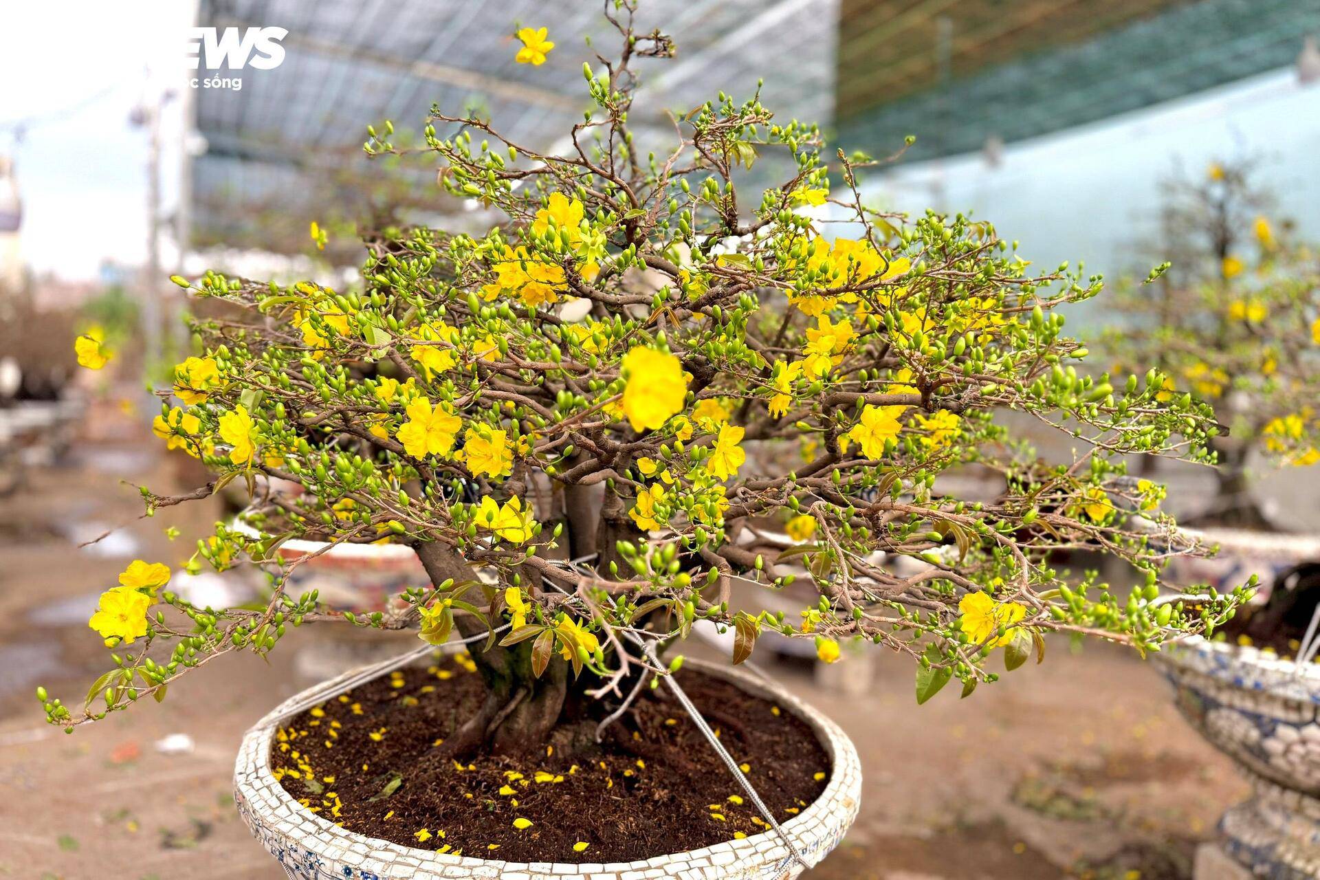 Theo những người sành chơi mai cảnh, giá trị của cây mai phụ thuộc rất lớn vào việc nở đúng dịp hay không. Nếu ngày Tết mà cây không nở hoa thì thì cây mai cũng chỉ trở thành một loại cây bình thường. Trong hình là cây mai được chủ vườn cho nở sớm, để làm mẫu cho khách ghé chọn.