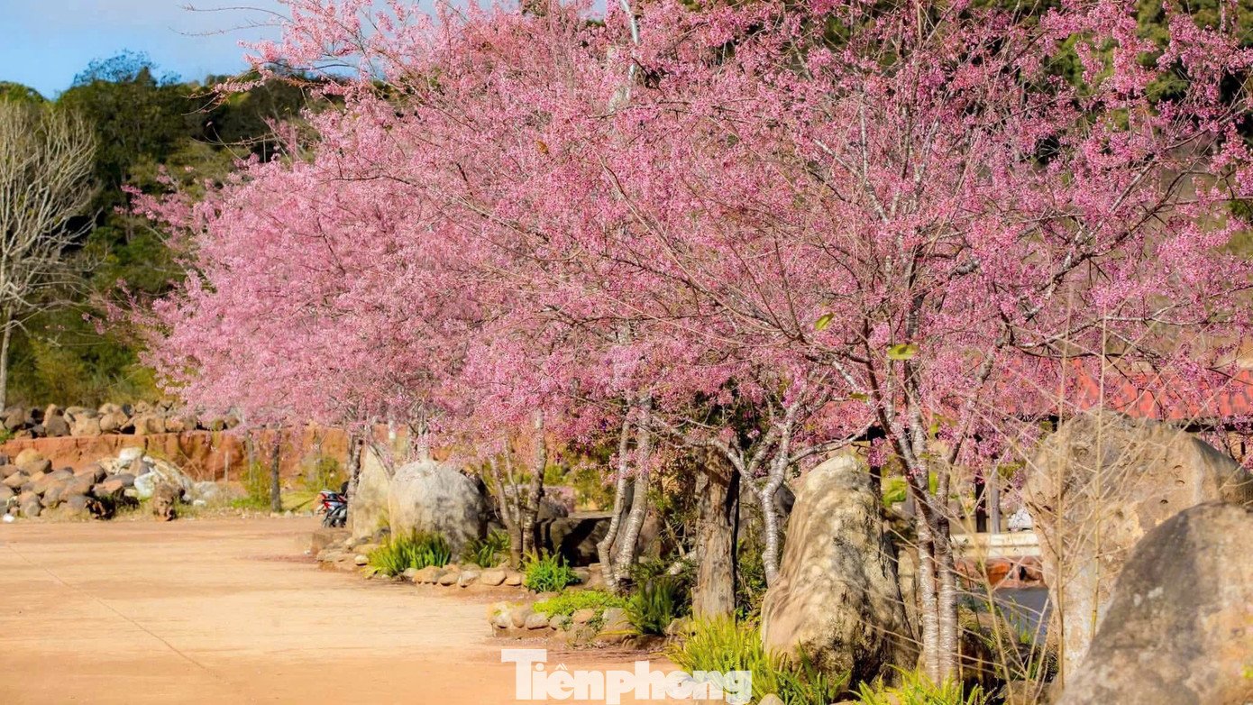Thời điểm này, hoa anh đào đồng loạt bung nở tại nhiều khu vực trên địa bàn xã Măng Đen (tỉnh Quảng Ngãi). Sắc hồng xuất hiện dọc các tuyến đường, khu dân cư và quanh các hồ nước, góp phần làm thay đổi diện mạo không gian cao nguyên vào những ngày cuối năm.