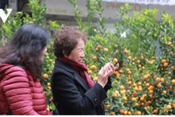 Không khí lạnh dồn dập trước Tết Nguyên đán Bính Ngọ