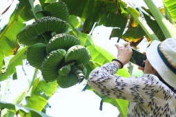 Nải chuối có hình dáng lạ, nhiều người muốn 'săn' về chưng Tết dù giá cao