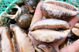 Đặc sản nghe tên "ngượng đỏ mặt" chỉ có ở miền Trung, xưa không ai ăn nay thành món khoái khẩu được ưa chuộng, 150.000 đồng/kg