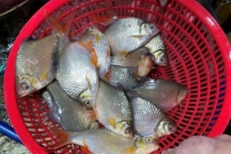 Loại cá có cái tên độc lạ, xưa đầy không ai biết, giờ trở thành đặc sản quý hiếm, giá 180.000 đồng/kg