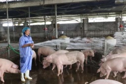 Ra chợ mà xem, thịt lợn giá mua gần bằng thịt bò, lợn nuôi xuất chuồng giá bán tốt, chủ trang trại "cầm cân nảy mực"?