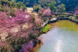 Hoa anh đào 'nhuộm hồng' Măng Đen