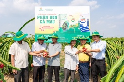 Phân bón Cà Mau giúp nâng giá trị trái thanh long Đồng Tháp