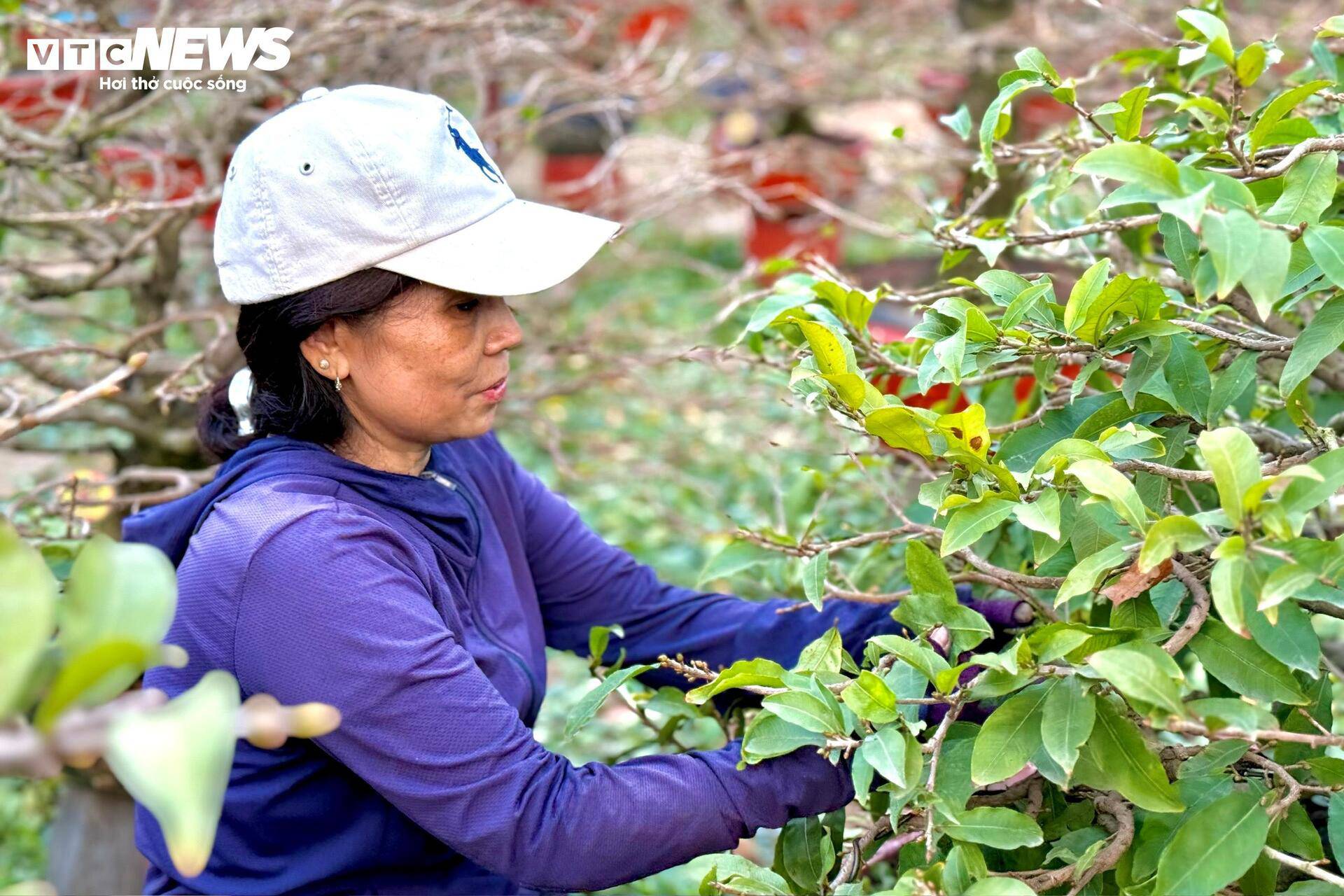Tại vườn mai trên đường Phạm Văn Đồng (TP Thủ Đức cũ), nhiều người dân đổ về nhận lặt lá mai. Thậm chí có nhiều người ở cách chục km cũng đến làm công việc thời vụ này.