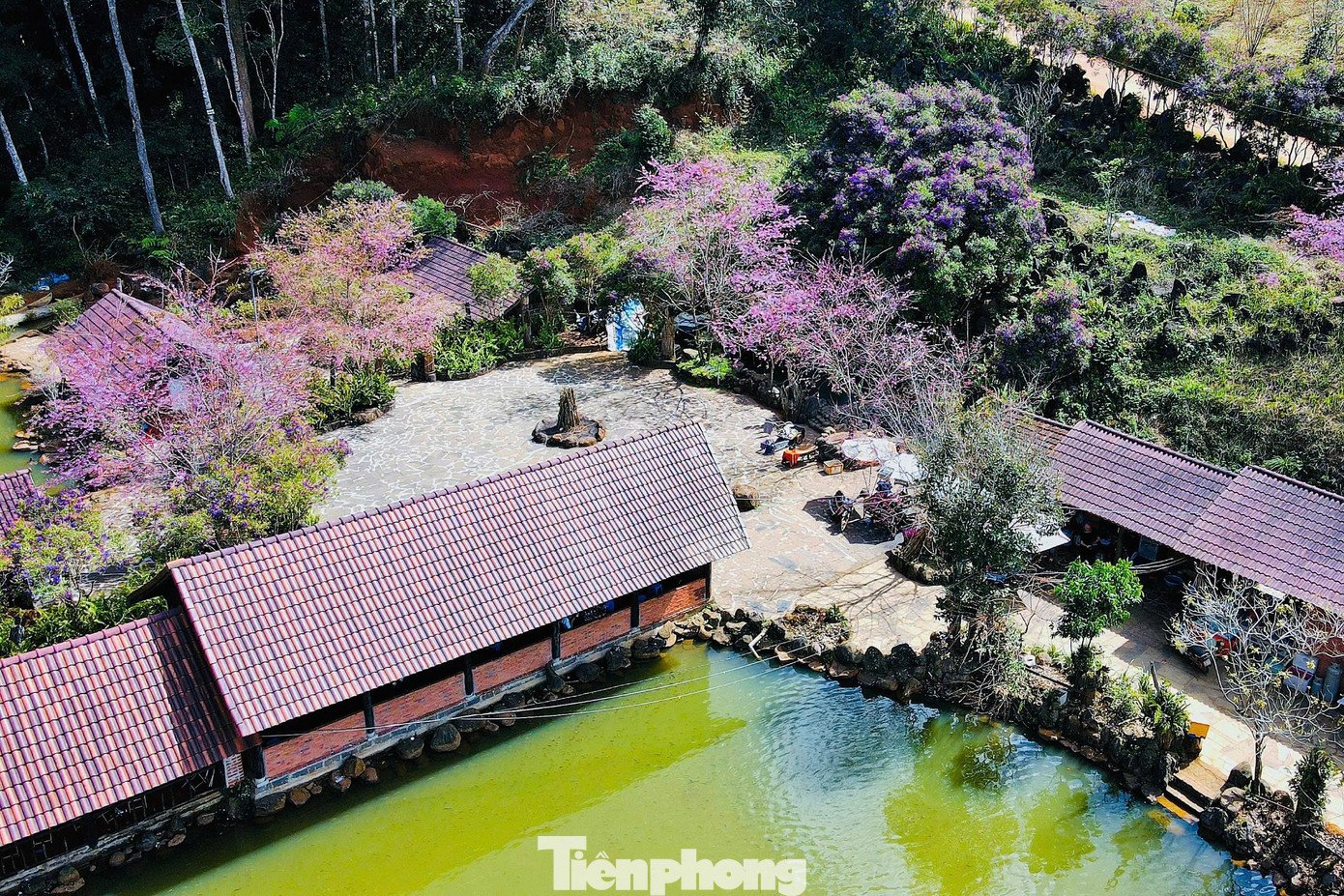 Măng Đen được xem là vùng có khí hậu mát mẻ quanh năm, vì vậy mùa hoa anh đào nở rộ được xem là thời điểm đẹp nhất trong năm.