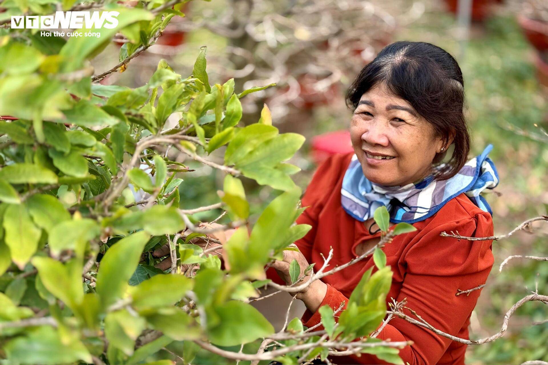 Tại vườn mai trên đường Phạm Văn Đồng (TP Thủ Đức cũ), nhiều người dân đổ về nhận lặt lá mai. Thậm chí có nhiều người ở cách chục km cũng đến làm công việc thời vụ này.