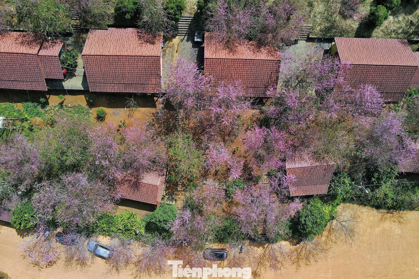 Măng Đen được xem là vùng có khí hậu mát mẻ quanh năm, vì vậy mùa hoa anh đào nở rộ được xem là thời điểm đẹp nhất trong năm.