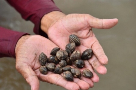 Nông dân đổi đời nhờ nuôi con tối ngày ngụp lặn dưới bùn, không phải cho ăn, tới mùa thu hoạch là "hốt bạc"