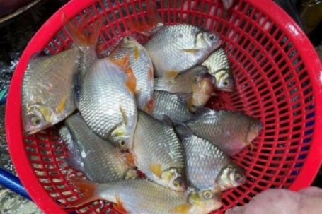 Loại cá có cái tên độc lạ, xưa đầy không ai biết, giờ trở thành đặc sản quý hiếm, giá 180.000 đồng/kg