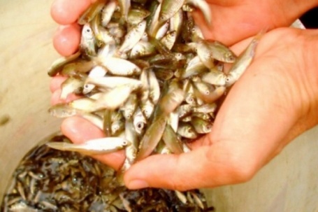 Loại cá có tên độc lạ, xưa dành cho người nghèo, giờ thành đặc sản được người thành phố "săn lùng", 400.000 đồng/kg