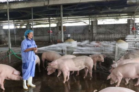 Ra chợ mà xem, thịt lợn giá mua gần bằng thịt bò, lợn nuôi xuất chuồng giá bán tốt, chủ trang trại "cầm cân nảy mực"?